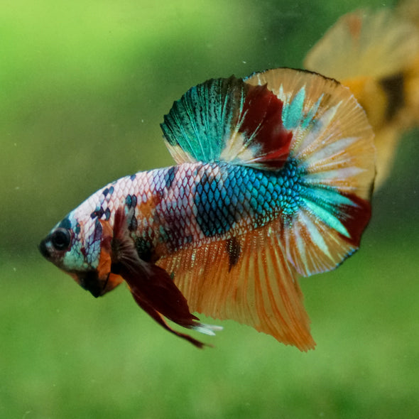 Multicolor/Galaxy Koi Plakat -13 weeks Old