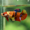 Multicolor/ Galaxy Koi Plakat- Female- 13 Weeks Old