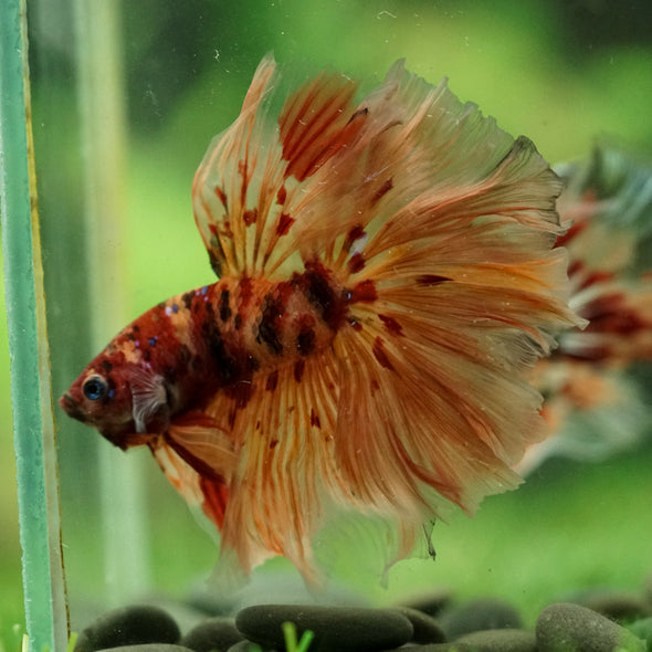 Galaxy/Candy Koi Halfmoon - 14 weeks old