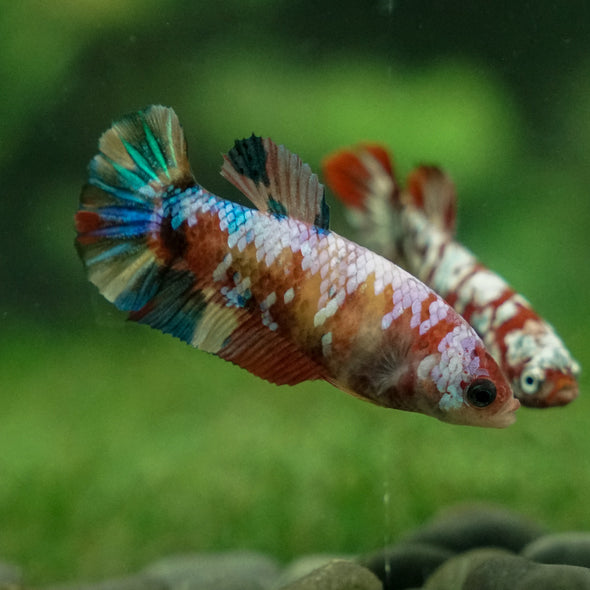 Multicolor/ Galaxy Koi Plakat - Female- 13 Weeks Old