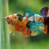 Multicolor/Galaxy Koi Plakat -16 weeks Old