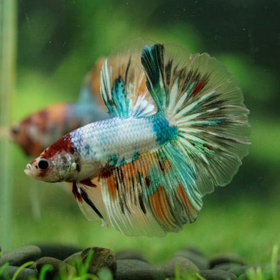 Galaxy/Candy Koi Halfmoon - 14 weeks old