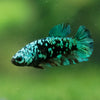 Black Galaxy Koi Plakat (Avatar) - Female- 13 Weeks Old