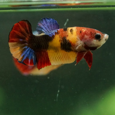 Multicolor/ Galaxy Koi Plakat- Female- 13 Weeks Old