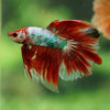 Galaxy/Candy Koi Halfmoon - 14 weeks old
