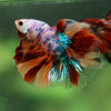 Galaxy/Candy Koi Halfmoon - 14 weeks old
