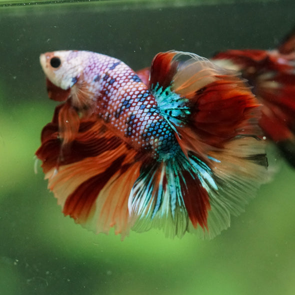 Galaxy/Candy Koi Halfmoon - 14 weeks old