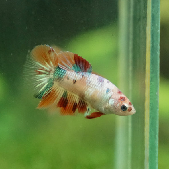 Multicolor/ Galaxy Koi Halfmoon - Female- 13 Weeks Old