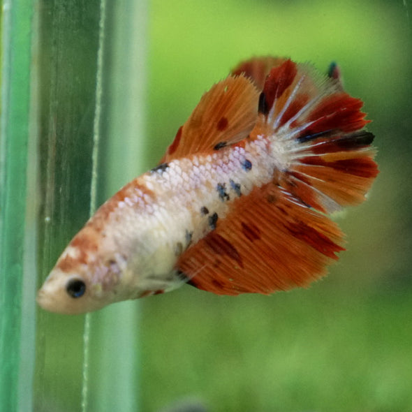 Multicolor/ Galaxy Koi Halfmoon- Female- 13 Weeks Old