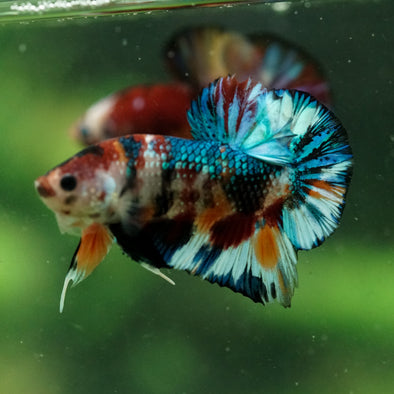 Multicolor/Galaxy Koi Plakat -16 weeks Old
