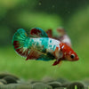 Multicolor/ Galaxy Koi Plakat - Female- 13 Weeks Old