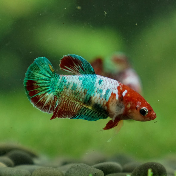 Multicolor/ Galaxy Koi Plakat - Female- 13 Weeks Old