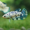 Blue/Green Dalmatian Plakat- Female