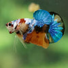 Multicolor/Galaxy Koi Plakat -16 weeks Old