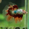 Galaxy/Candy Koi Halfmoon - 14 weeks old