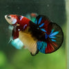 Multicolor/Galaxy Koi Plakat -16 weeks Old