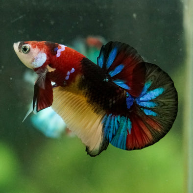 Multicolor/Galaxy Koi Plakat -16 weeks Old