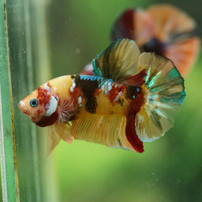 Multicolor/Galaxy Koi Plakat -16 weeks Old