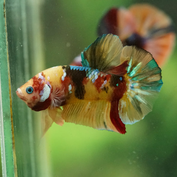 Multicolor/Galaxy Koi Plakat -16 weeks Old