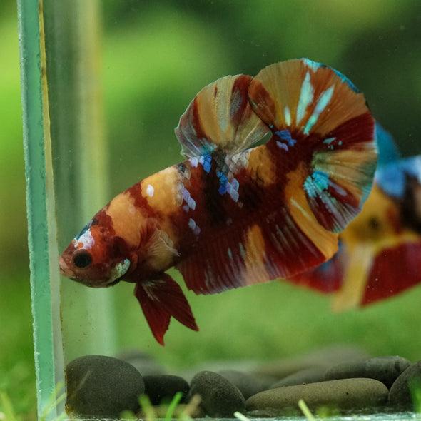 Multicolor/Galaxy Koi Plakat -16 weeks Old