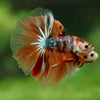 Galaxy/Candy Koi Halfmoon - 14 weeks old