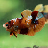 Multicolor/Galaxy Koi Plakat -16 weeks Old