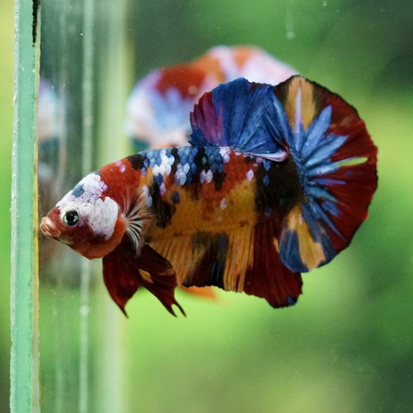 Multicolor/Galaxy Koi Plakat -16 weeks Old