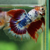 Galaxy/Candy Koi Halfmoon - 13 weeks old