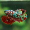 Multicolor/ Galaxy Koi Plakat- Female- 13 Weeks Old