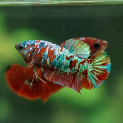 Multicolor/ Galaxy Koi Plakat- Female- 13 Weeks Old