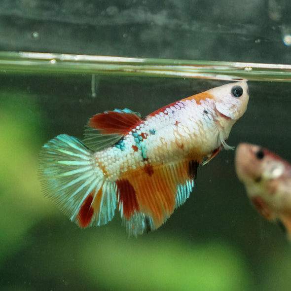 Multicolor/ Galaxy Koi Halfmoon- Female- 13 Weeks Old
