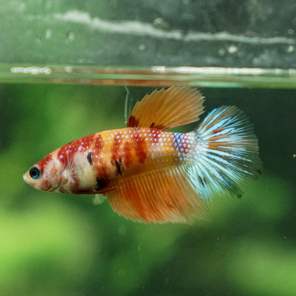 Multicolor/ Galaxy Koi Halfmoon - Female- 13 Weeks Old