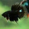 Black Base Galaxy/Candy Koi Halfmoon - 14 weeks old