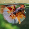 Galaxy/Candy Koi Halfmoon - 14 weeks old