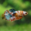 Pack of 5 Multicolored/Galaxy Koi Plakat - Female