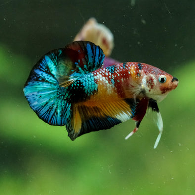 Multicolor/Galaxy Koi Plakat -15 weeks Old