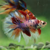 Galaxy/Candy Koi Halfmoon - 14 weeks old