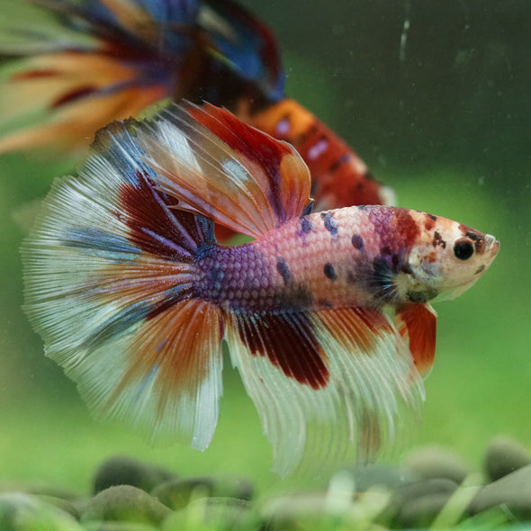 Galaxy/Candy Koi Halfmoon - 14 weeks old