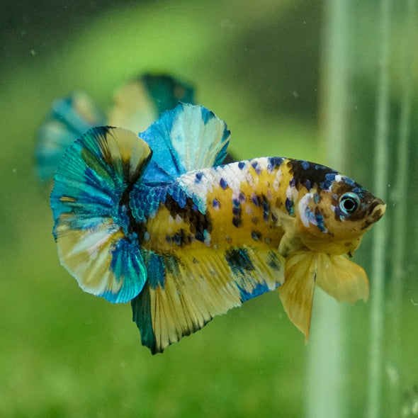 Multicolor/Galaxy Koi Plakat -13 weeks Old