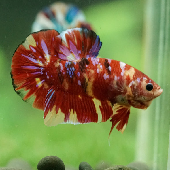 Multicolor/Galaxy Koi Plakat -15 weeks Old