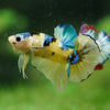 Multicolor/Galaxy Koi Plakat -16 weeks Old