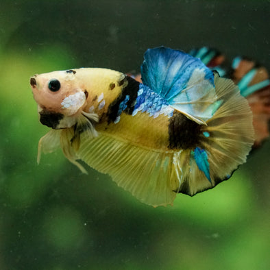 Multicolor/Galaxy Koi Plakat -16 weeks Old
