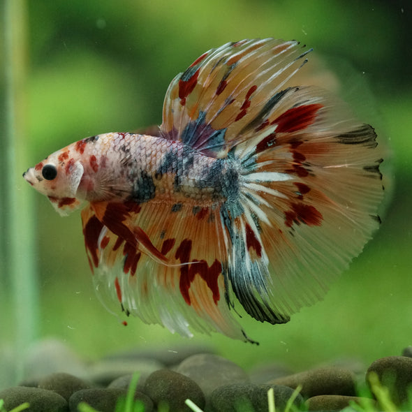 Galaxy/Candy Koi Halfmoon - 14 weeks old