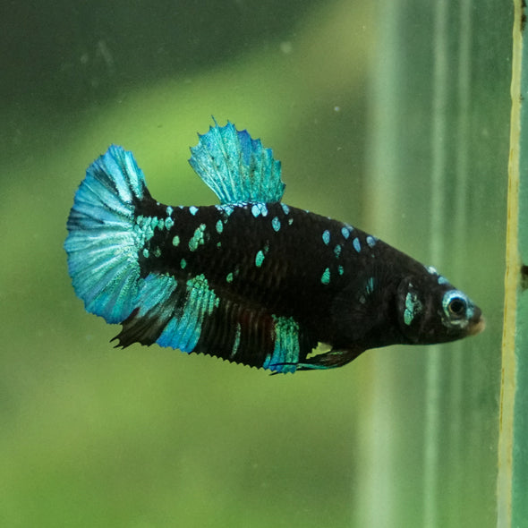 Multicolor/ Galaxy Koi Plakat - Female- 13 Weeks Old