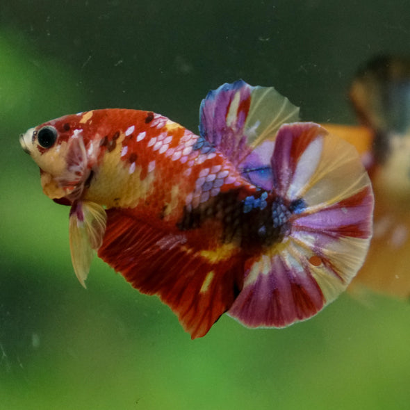 Multicolor/Galaxy Koi Plakat -13 weeks Old