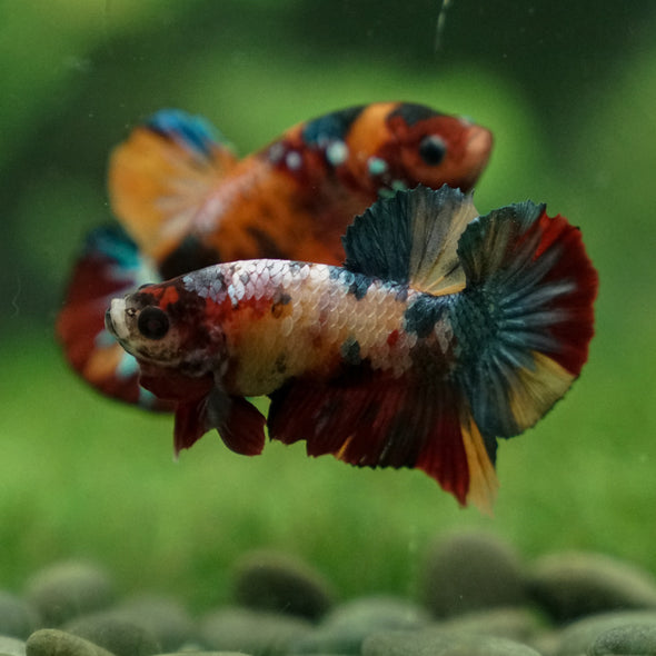 Multicolor/Galaxy Koi Plakat -13 weeks Old