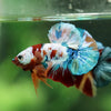Multicolor/Galaxy Koi Plakat -16 weeks Old