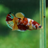 Pack of 20 Multicolored/Galaxy Koi Plakat - Female