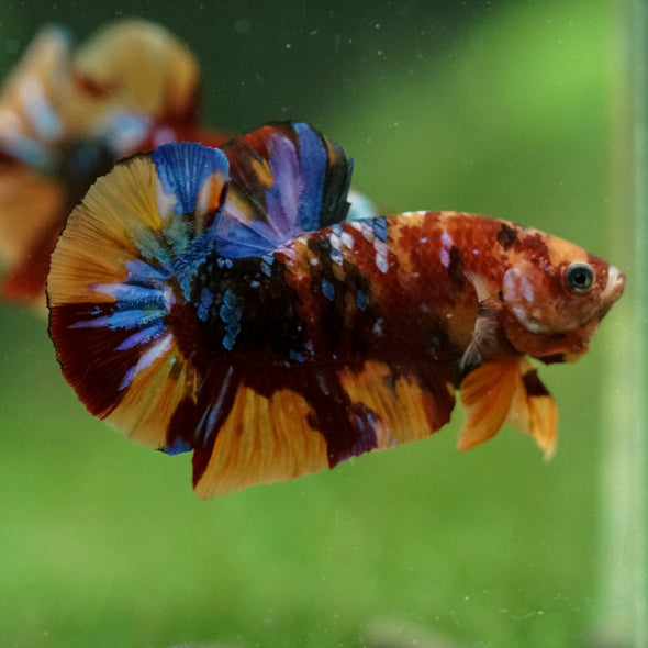 Multicolor/Galaxy Koi Plakat -16 weeks Old