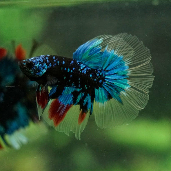 Black Base Galaxy Koi Halfmoon (Avatar) - 14 weeks old
